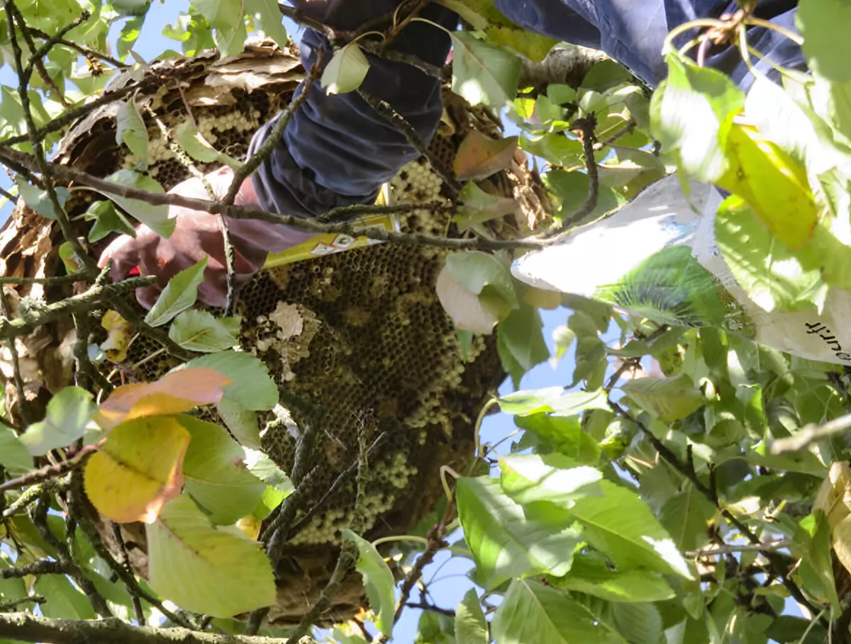 un enorme nid de frelons asiatiques dans un arbre et un homme qui le detruit avec un produit chimique