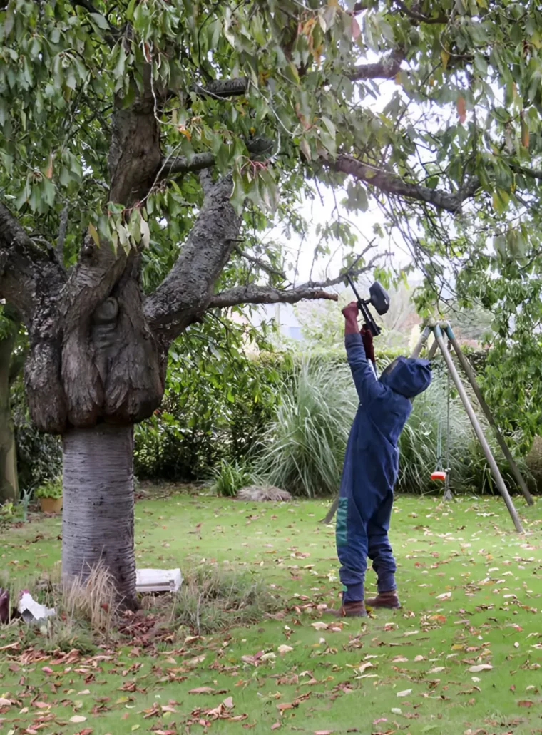 un homme en protection intégrale en train de detruire un nid de frelons asiatiques dans un arbre au milieu d un jardin