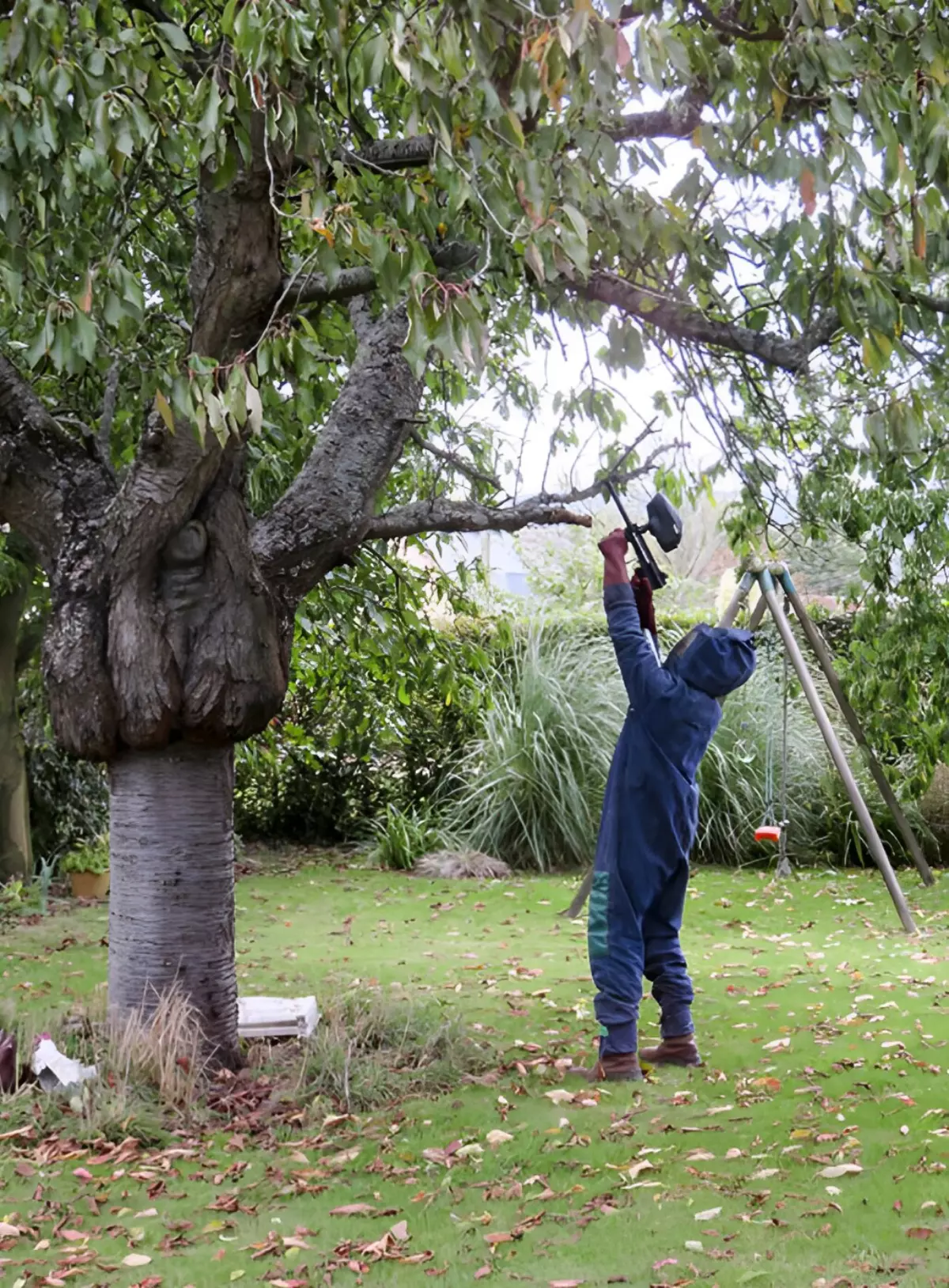un homme en protection intégrale en train de detruire un nid de frelons asiatiques dans un arbre au milieu d un jardin