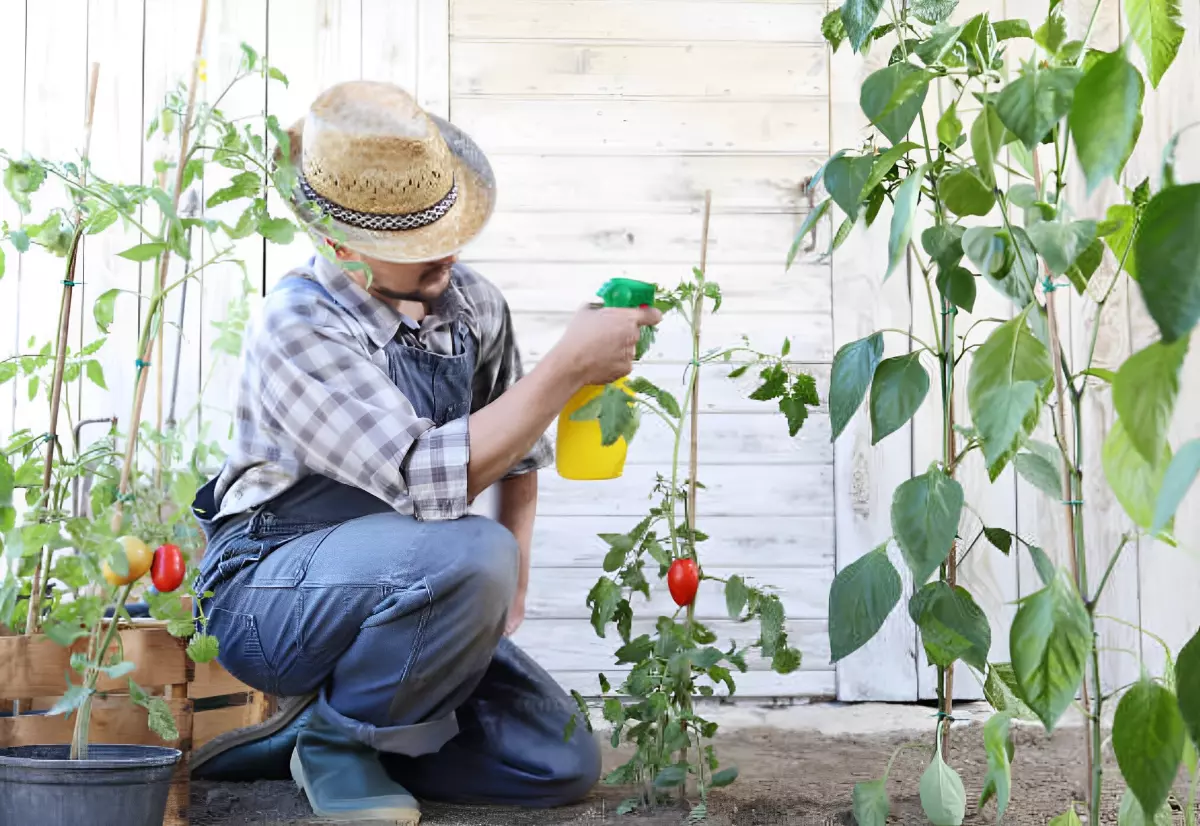 un homme qui pulverise un plant de tomates