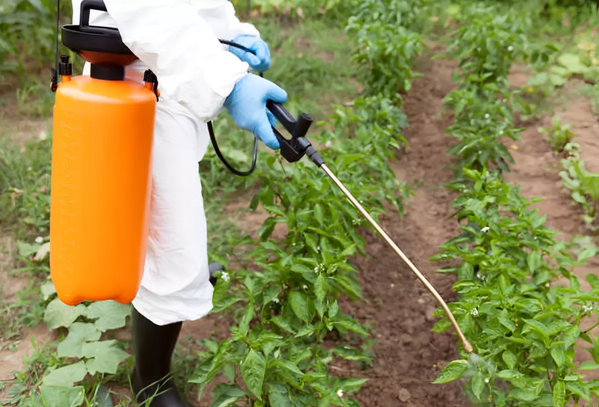 utilisation de pesticides dans le potager avec un equipement