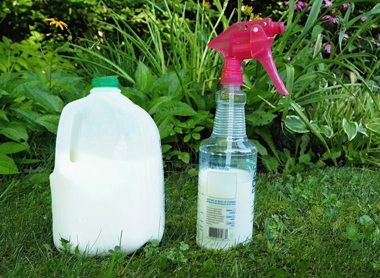 utilisation du lait comme fongicide verdure jardin