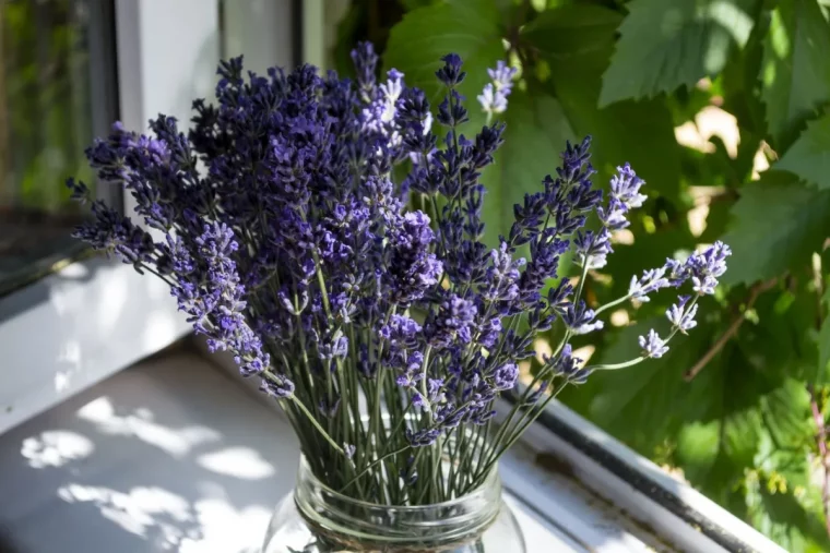 vase bocal jar verre bouquet de lavande tiges lumiere soleil fenetre plantes jardin