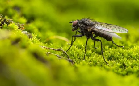vegetation nature photographie insecte quelle plante pour eloigner les mouches copy