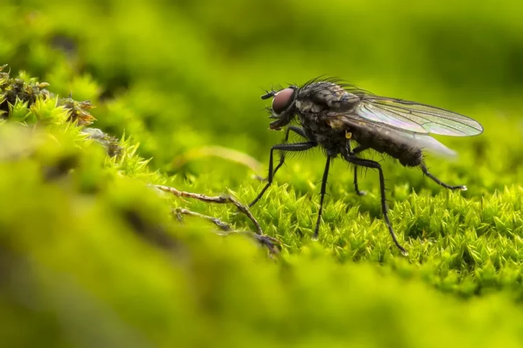 vegetation nature photographie insecte quelle plante pour eloigner les mouches copy