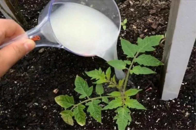 verser du lait au pied des tomates