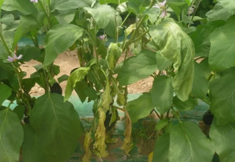 verticilliose de la courgette feuilles jaunes fanees et feuilles vertes