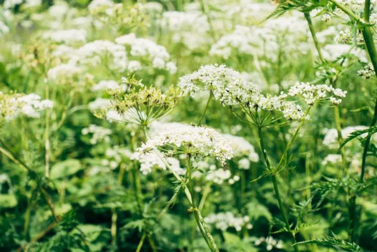 vivaces plein soleil longue floraison plantes rustiques dans le jardin