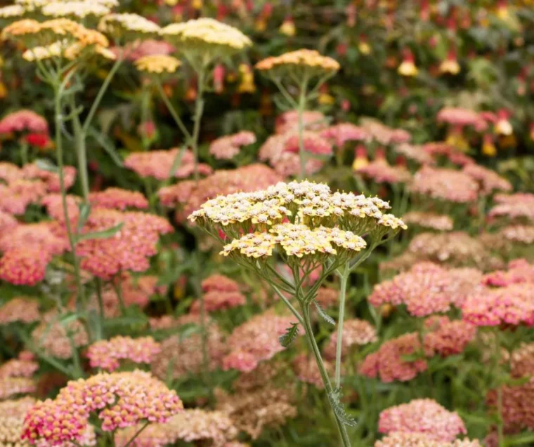 vivaces plein soleil longue floraison plantes rustiques dans le jardin achillée