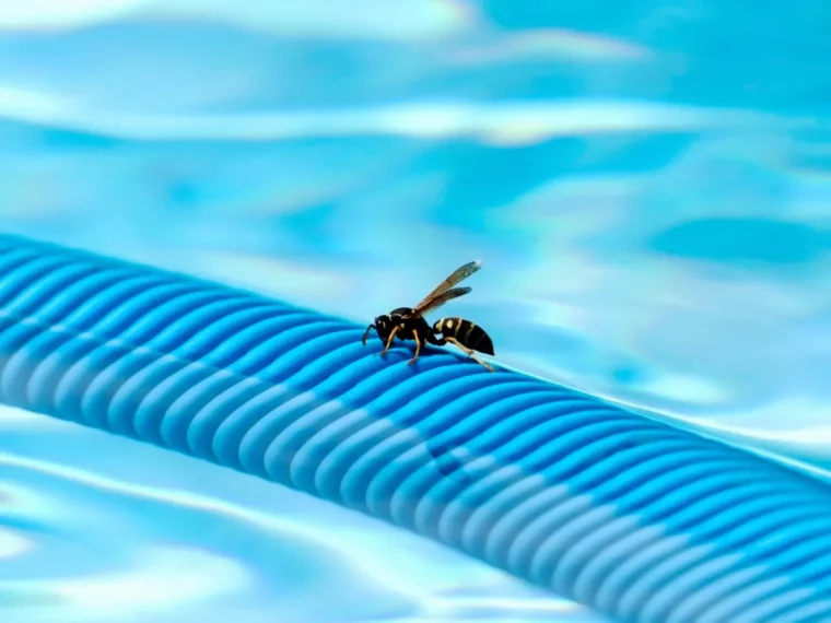 voici comment eloigner les guepes quand on mange dehors eau