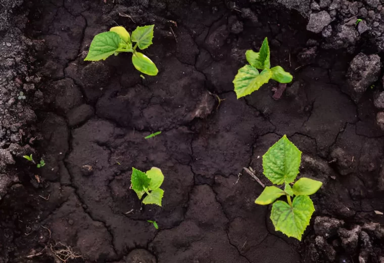 vue de dessus d un sol humide avec quatre pousses de plantes vertes