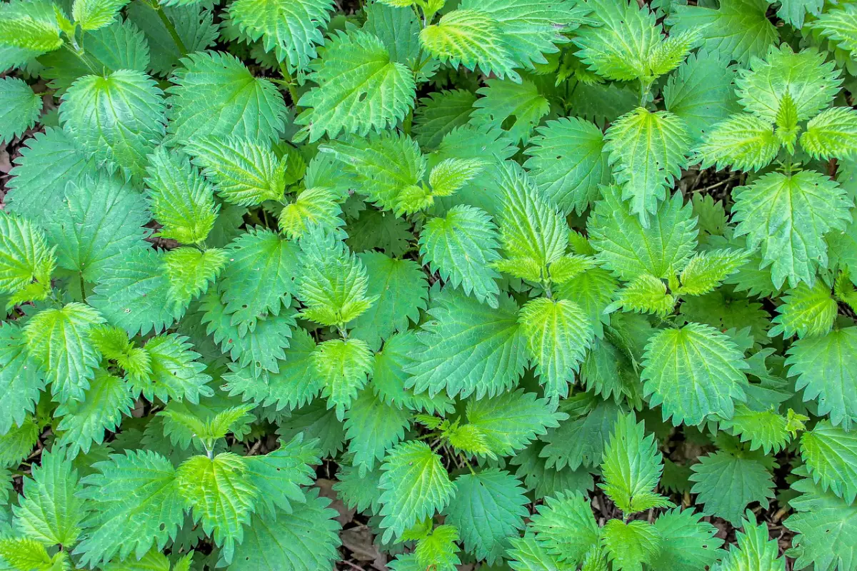 vue de dessus des orties fraiches dans le jardin