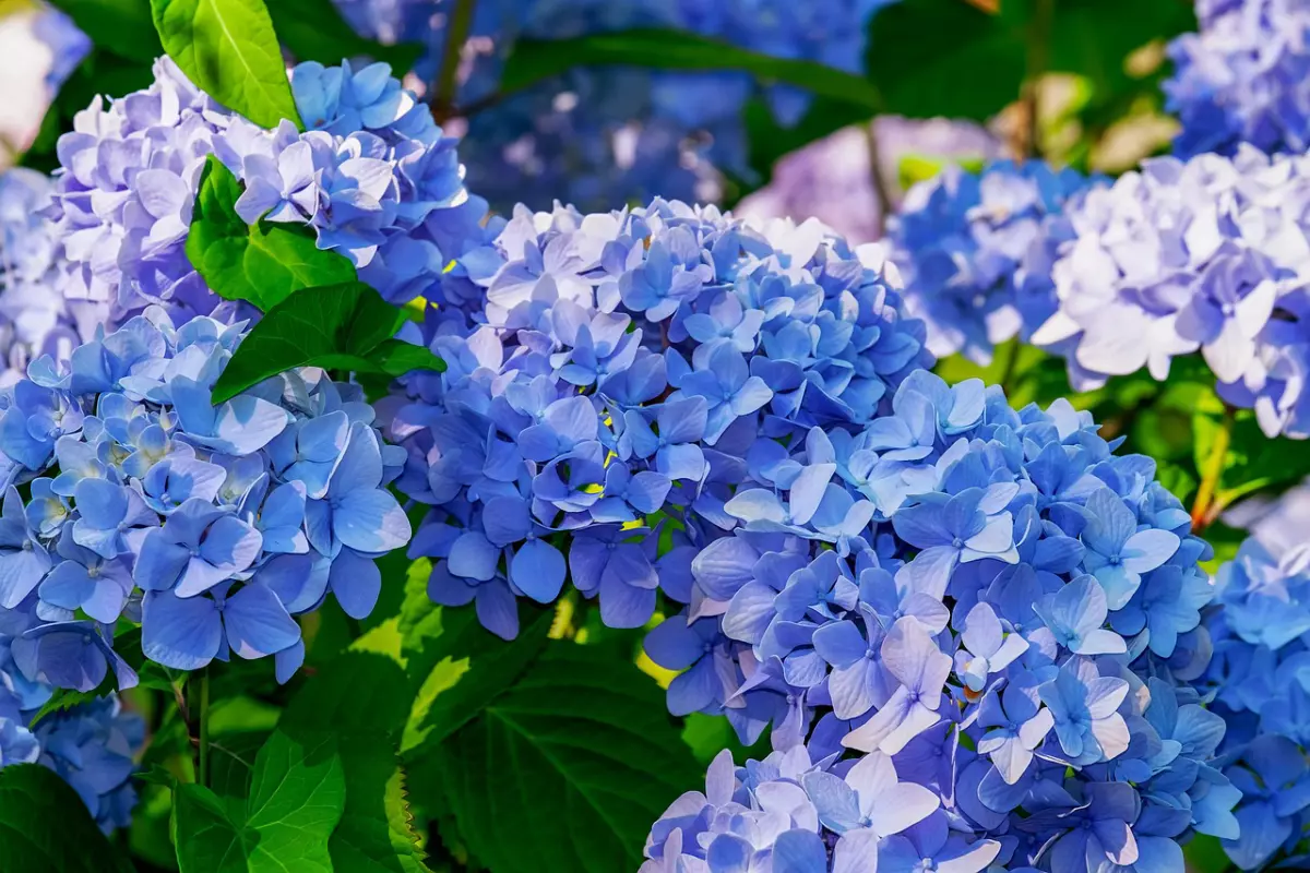 zoom sur les fleurs bleues de hortensia
