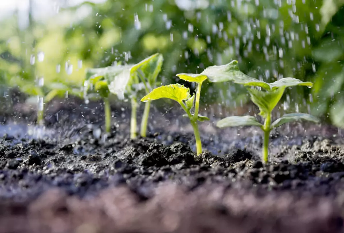 zoom sur les gouttes d eau au dessus de jeunes plants de concombre