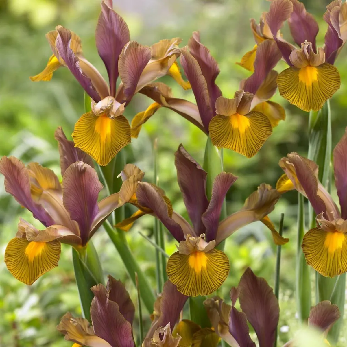 еntretien des iris aprеs floraison guide detaille
