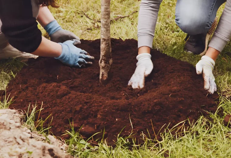 arbre fraichement plante avec deux pairs de mains gantees