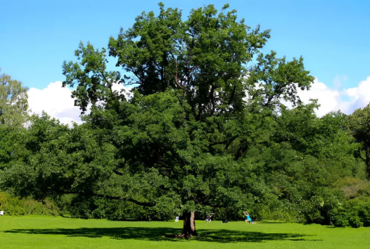 chene magestueux au milieu d une pelouse