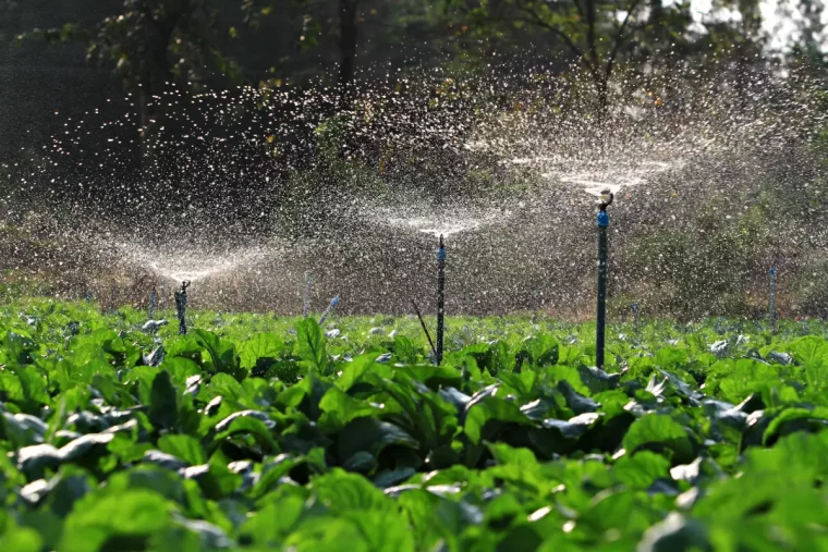 comment arroser ses plantes quand on n est pas la