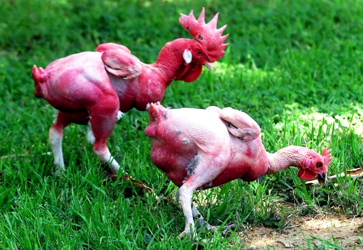 comment empêcher les poules de se piquer poules chauves