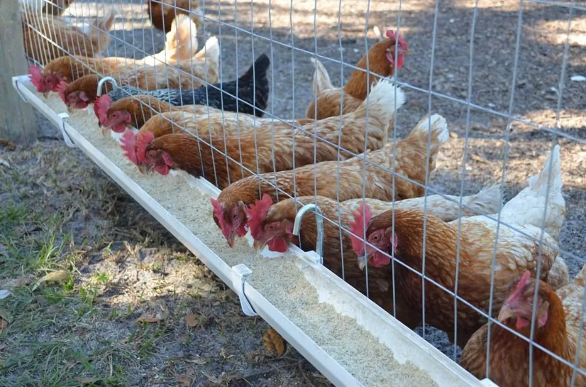 comment empêcher les poules de se piquer poules rouges