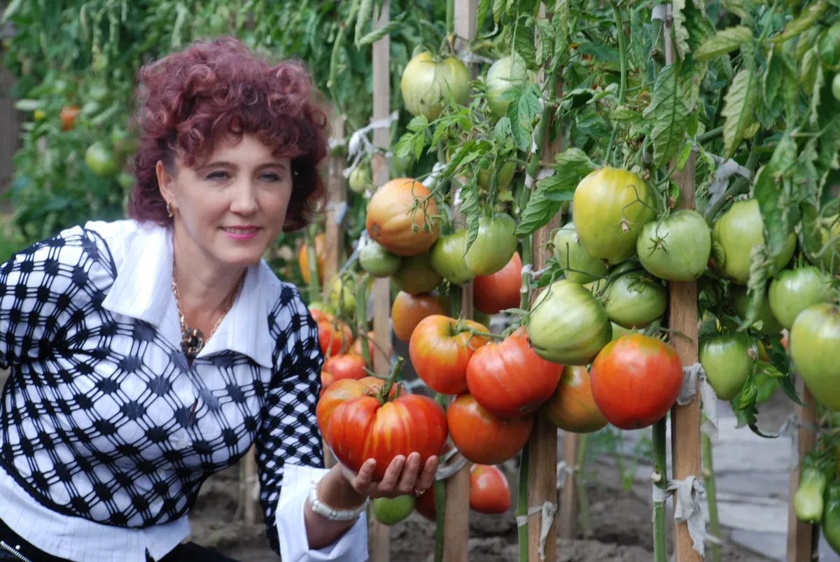 comment faire mûrir plus vite les tomates femme cueillit tomates