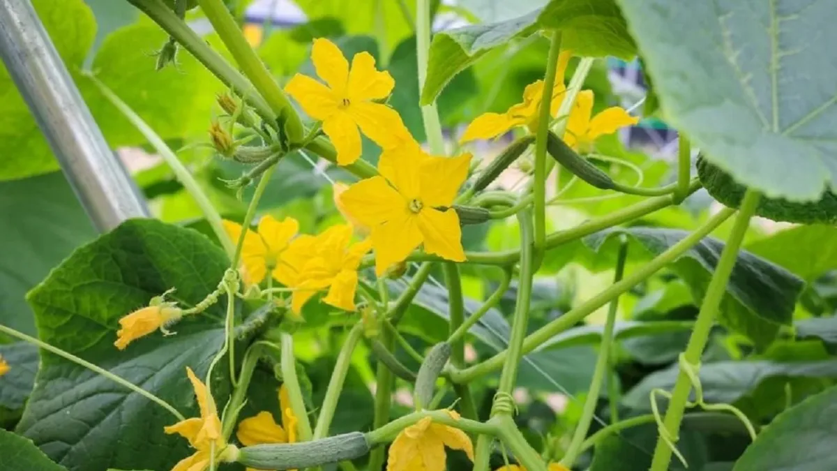 comment faire pour avoir de beaux concombres fleurs jaune