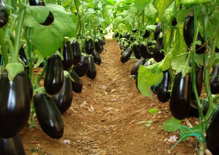 comment faire pour avoir des grosses aubergines recolte riche