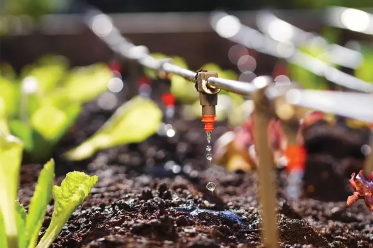 comment ne pas arroser les plantes pendant un mois