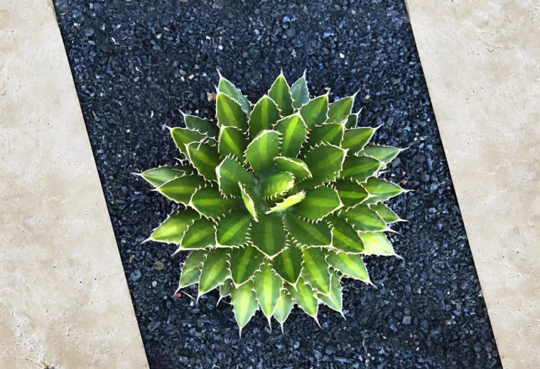 contraste des couleurs avec des cailloux noirs et de la t’exclurent avec les grandes feuilles de la plante vue de dessus