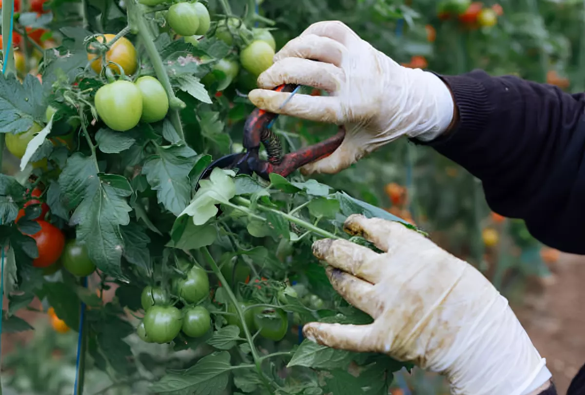 deux mains gantees taillent un plant de tomates avec un feuillage dense et des fruits verts et rouges