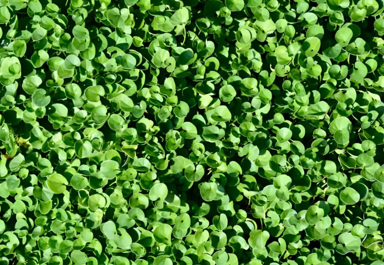 dichondra repens alternative au gazon vue de dessus