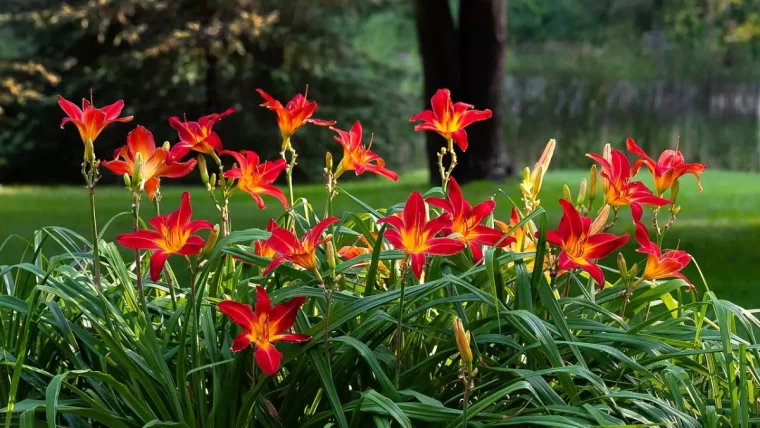 hemerocallis bicouleur jaune vif et rouge dans un jardin verdoyant