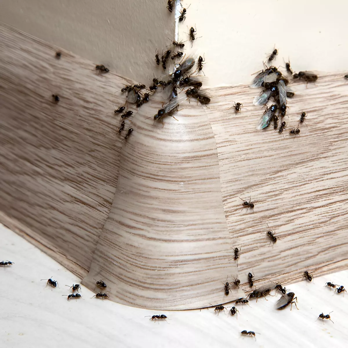 infestation de fourmis et fourmis volantes a l interieur