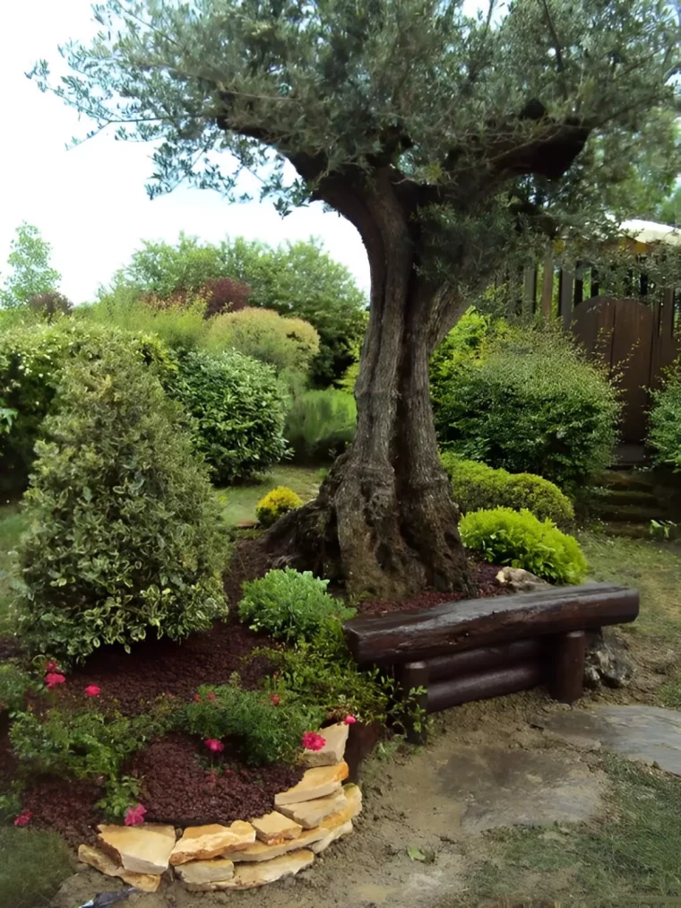 olivier mis en valeur avec un banc en bois et des pierres en bordure du paillage et des plantes a ses pieds