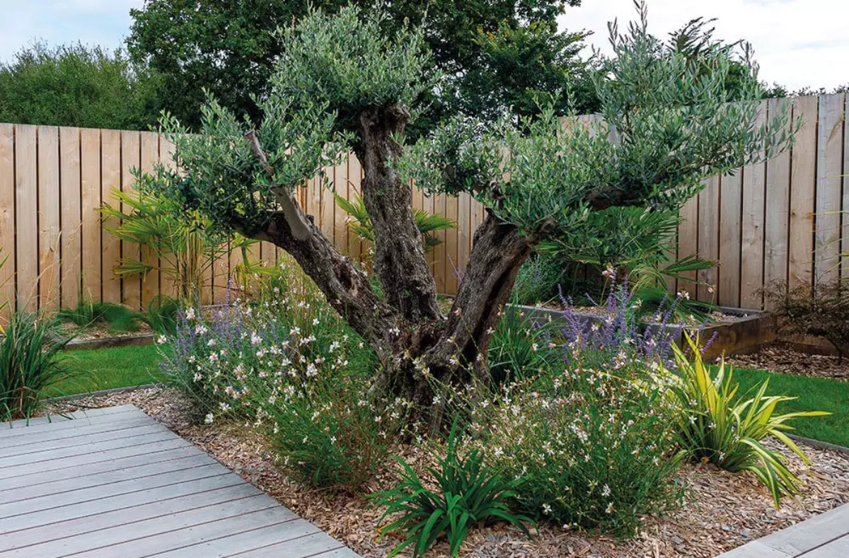 olivier mis en valeur dans un jardin avec des plantes fleuries a ses pieds et du paillage de copeaux de bois au sol