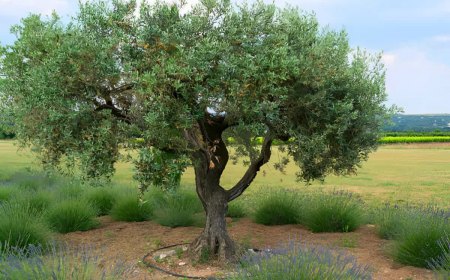 olivier mis en valeur par les plantes a ses pieds