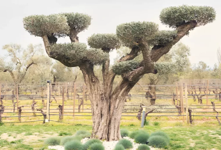 olivier taille sous forme de touffes a l extremite de chaque grosse branche