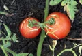 Pourquoi mes tomates sont abîmées ? Un guide visuel et pratique afin d’éviter les erreurs