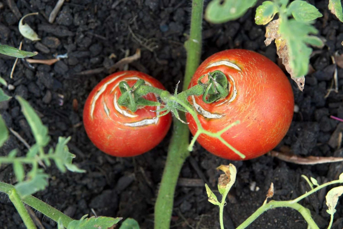 peau de tomates rouges fendues terre jardin