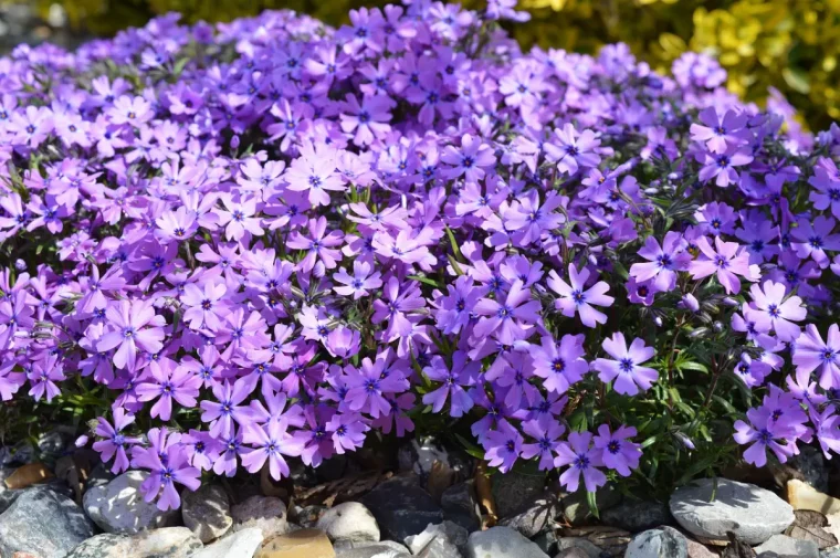 phlox avec une surabondance en fleurs couleur lilas