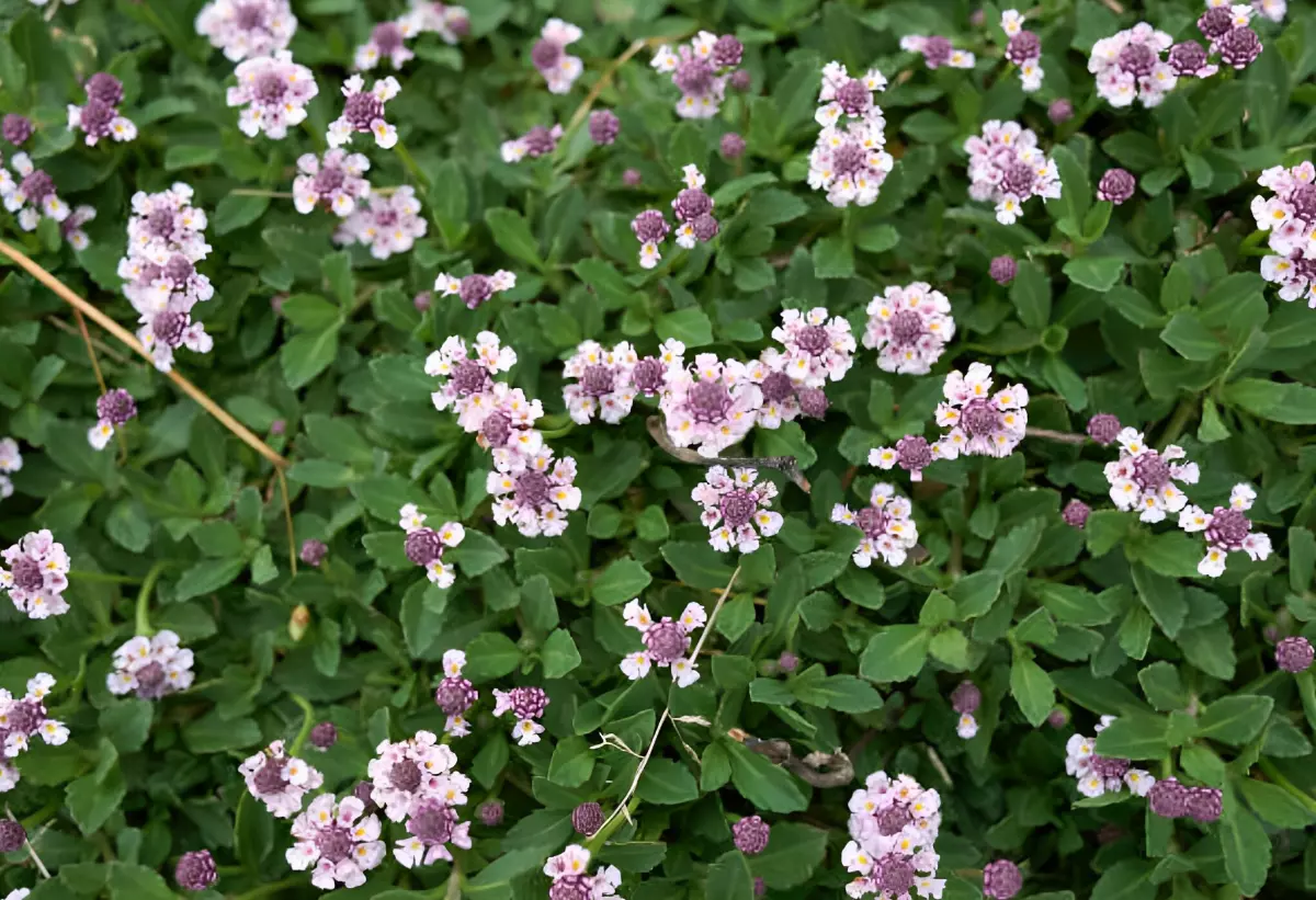 phyla nodiflora en fleurs vue de dessus