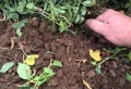 Éliminer le liseron au vinaigre blanc : mythe ou réalité ?