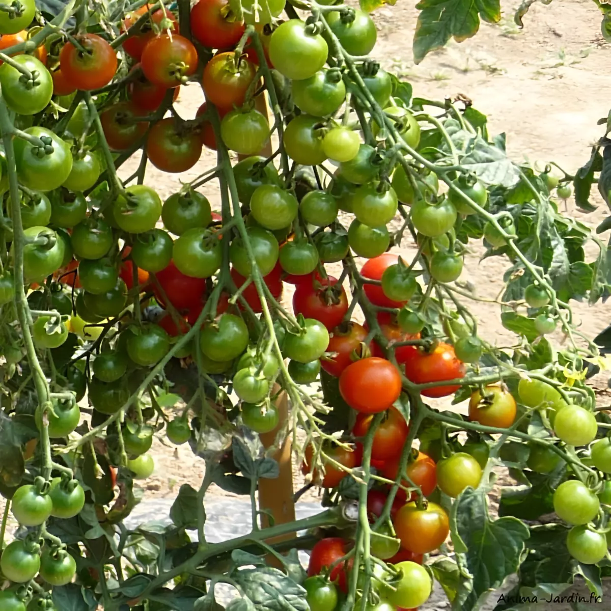 abondance de grappe de tomates cerise sur un seul plant