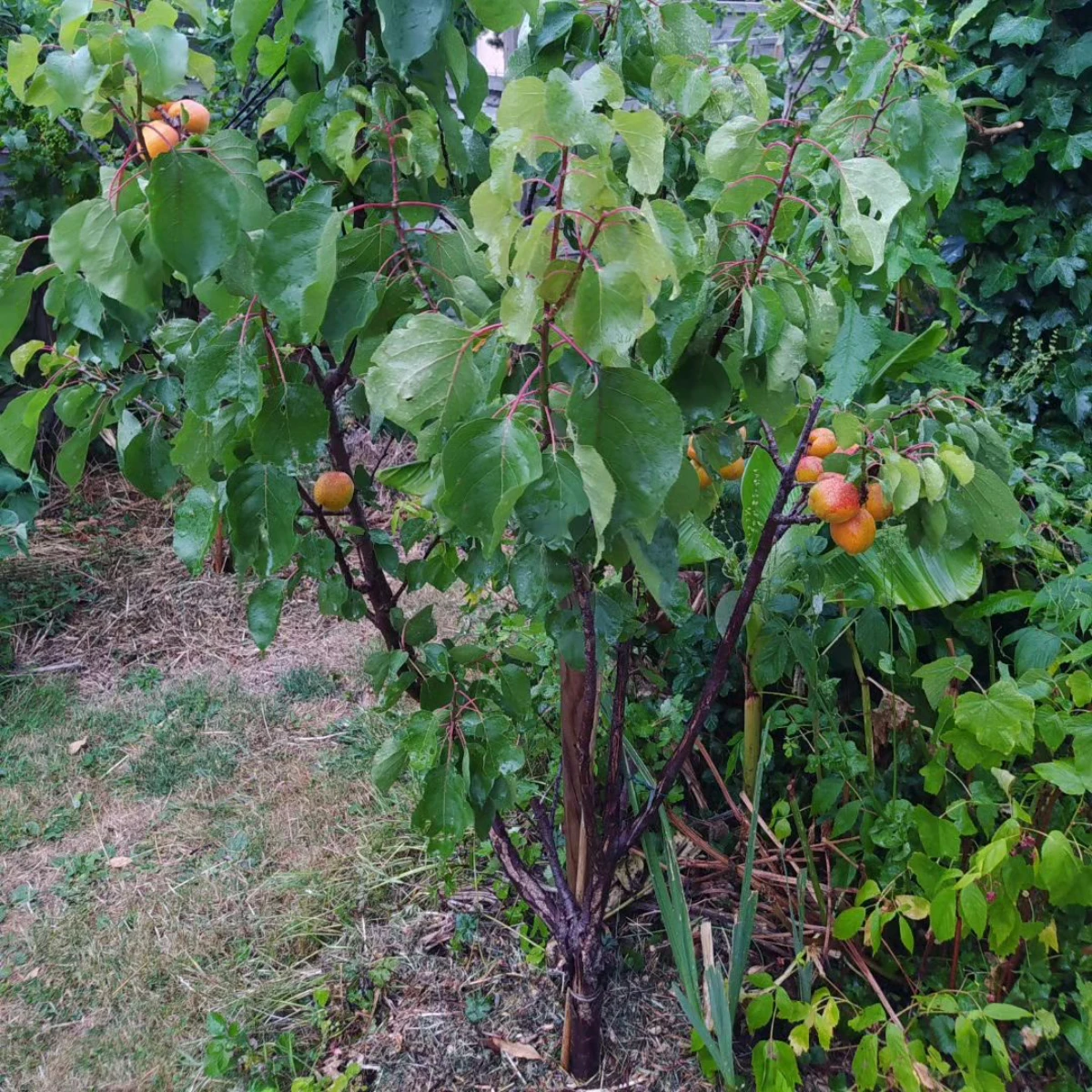abricotier taille ete jardin arbre