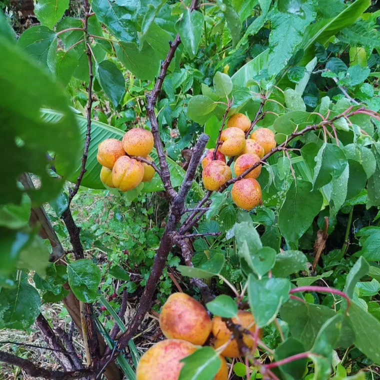 abricots dans un arbre