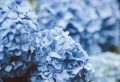 Que faire pour avoir des hortensias bleus et préserver leur couleur ?