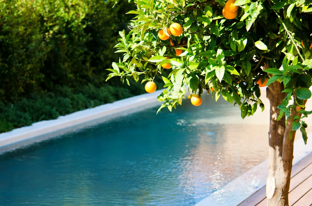 agrume arbre fruitier clementine quelle plante autour d une piscine feuilles vertes