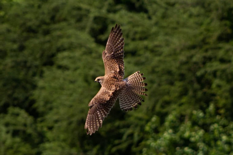 aigle animal totem de protection