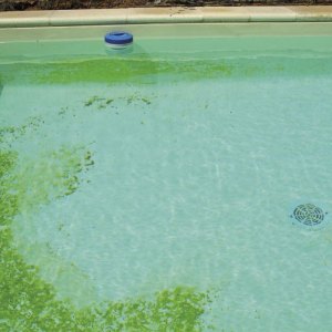 Comment enlever les algues au fond d'une piscine ? Nos astuces testées et approuvées