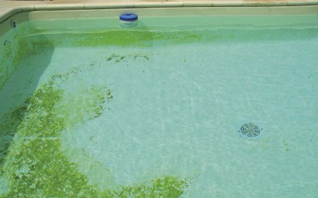 algues au fond d une piscine comment les enlever